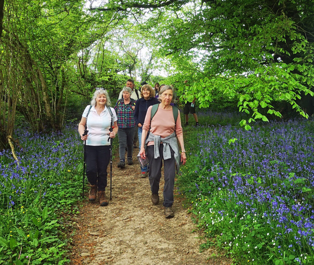 Through the bluebells