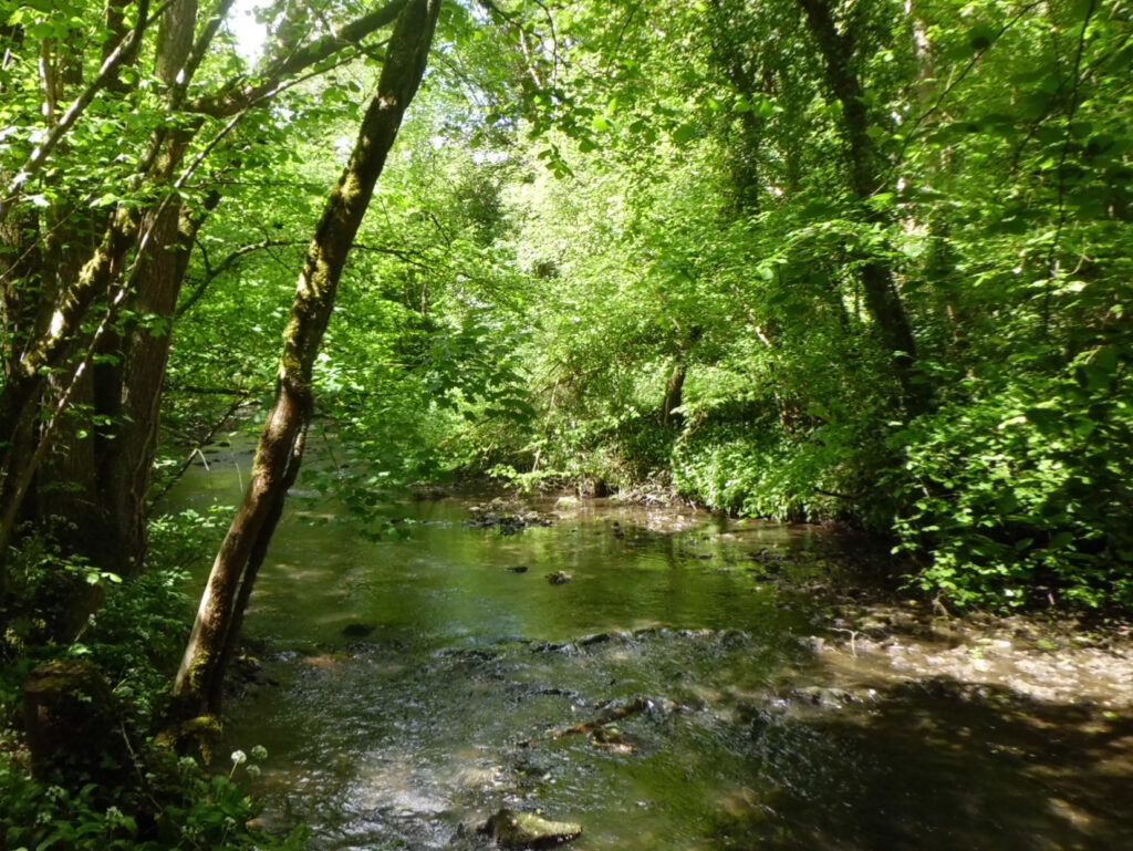 The brook